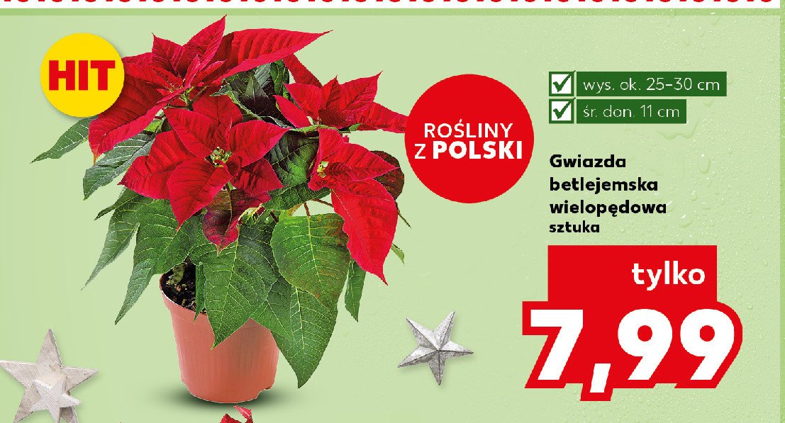 Gwiazda betlejemska wielopędowa promocja