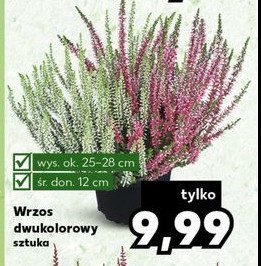 Wrzos dwukolorowy 12 cm promocja