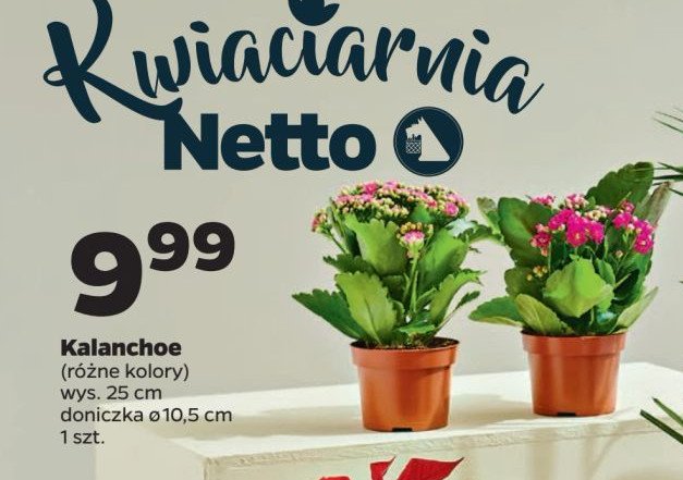 Kalanchoe wys. 25 cm promocja