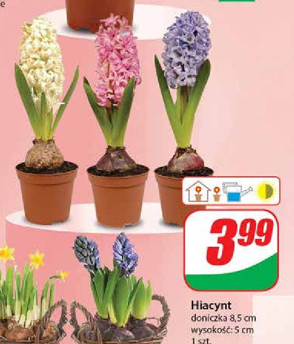 Hiacynt 8.5 cm promocja