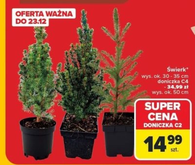 Świerk promocja w Carrefour