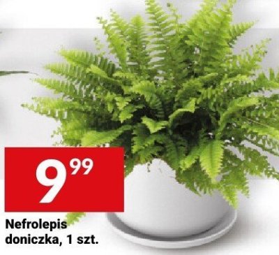 Nefrolepis doniczka, 1 szt. promocja w Twój Market