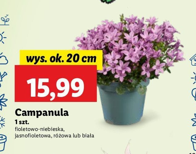 Campanula promocja