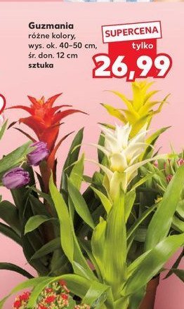 Guzmania śr. don. 12 cm promocja w Kaufland