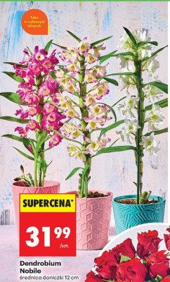 Dendrobium Nobile średnica doniczki 12 cm promocja w Biedronka