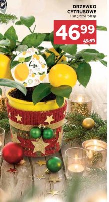 Drzewko cytrusowe promocja w Stokrotka