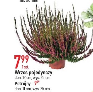 Wrzos potrójny 11 cm promocja
