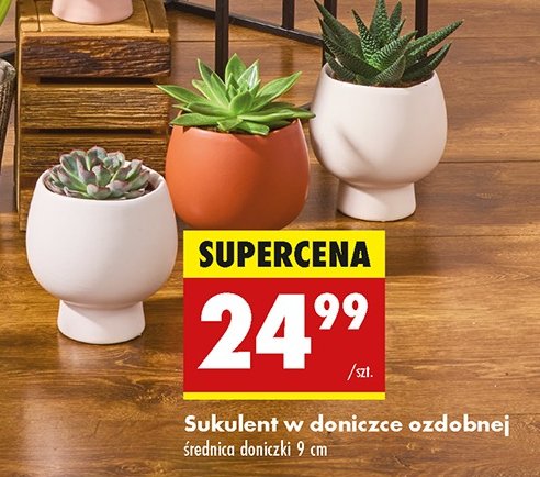Sukulent w ozdobnej doniczce promocja