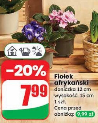 Fiołek afrykański doniczka 12 cm wysokość: 15 cm promocja w Dino