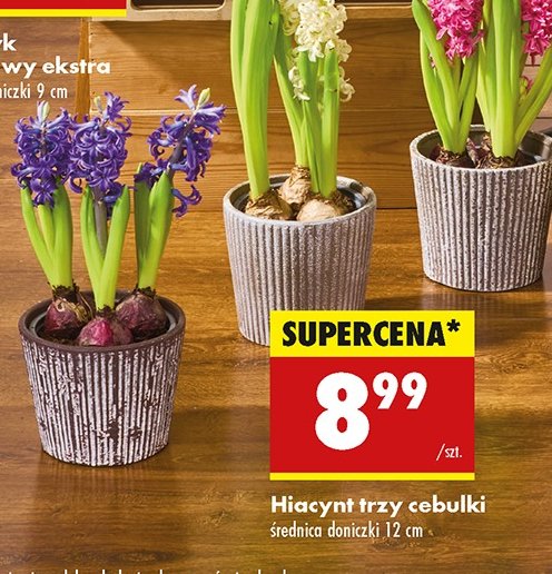 Hiacynt promocja