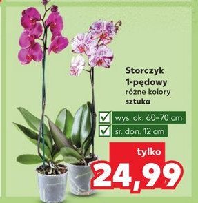 Storczyk 1-pędowy promocja w Kaufland