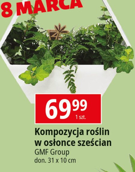 Kompozycja ro艣lin w os艂once sze艣cian Gmf group promocja