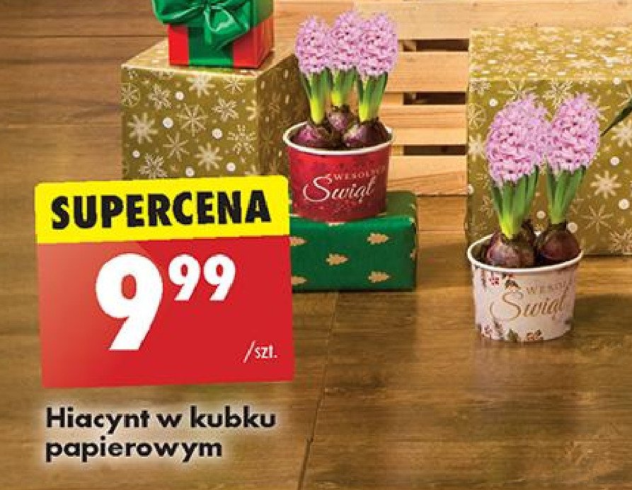 Hiacynt w kubku papierowym promocja w Biedronka