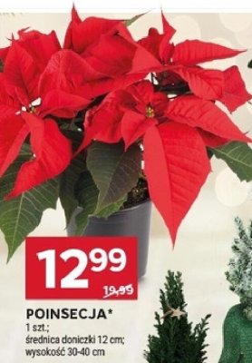 Poinsecja promocja w Stokrotka