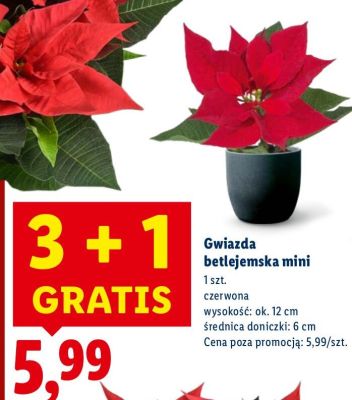 Gwiazda betlejemska mini promocja w Lidl