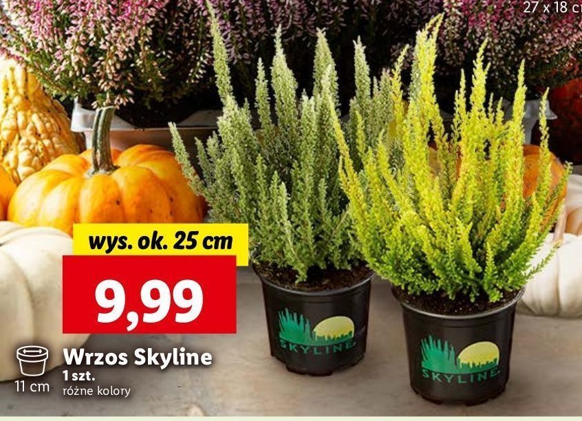 Wrzosiec skyline w don. 11cm promocja