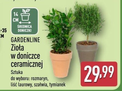 Zioła w doniczce ceramicznej GARDENLINE promocja w Aldi