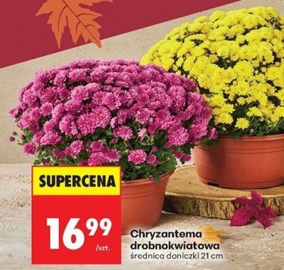 Chryzantema drobnokwiatowa promocja w Biedronka