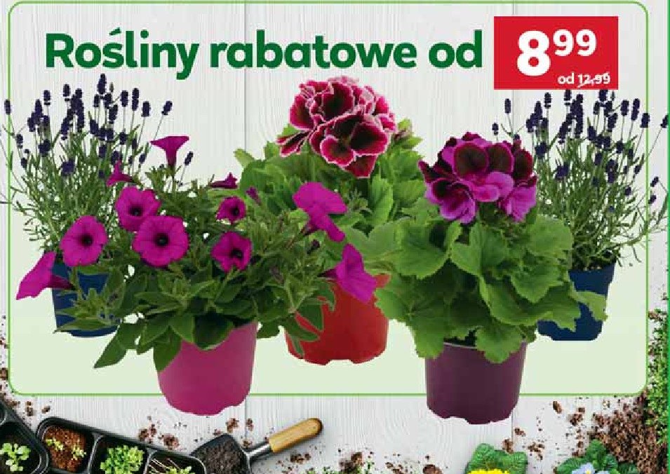 Ro艣liny rabatowe promocja