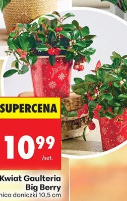 Roślina Kwiat Gaulteria Big Berry promocja w Biedronka