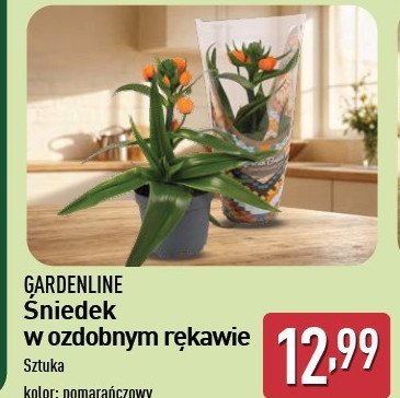 Śniedek w ozdobnym rękawie GARDEN LINE promocja