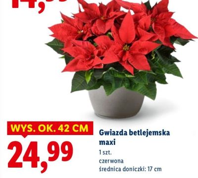 Gwiazda betlejemska maxi promocja w Lidl