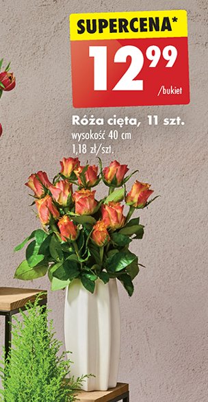 Róża 40 cm promocja w Biedronka