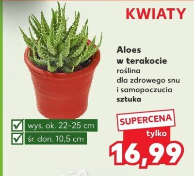 Aloes w terakocie roślina dla zdrowego snu i samopoczucia promocja w Kaufland
