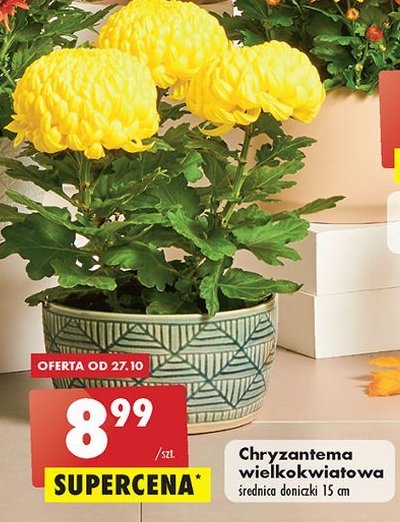 Chryzantema wielkokwiatowa 15 cm promocja