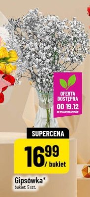 Gipsówka bukiet 5 szt. promocja w POLOmarket