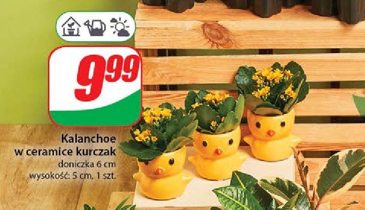 Kalanchoe w ceramicznej doniczce promocja