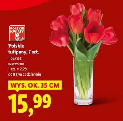 Polskie tulipany 7 szt. promocja w Lidl