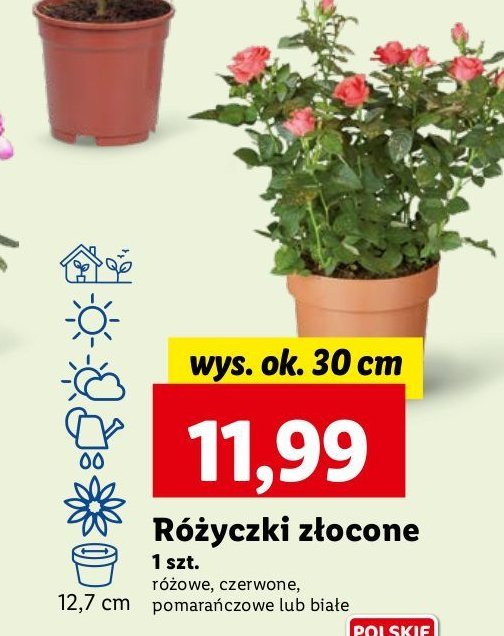 Różyczki złocone promocja