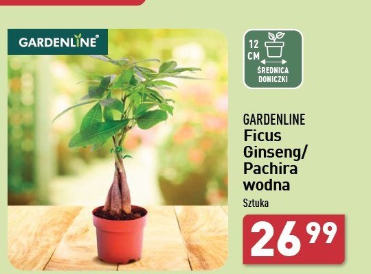 Ficus GARDEN LINE promocja