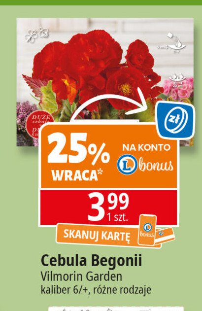 Cebule kwiatowe begonia Vilmorin garden promocja w Leclerc