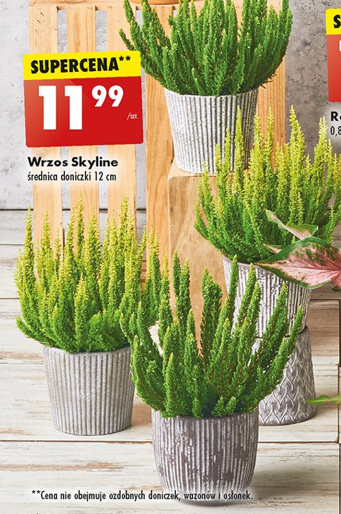 Wrzos skyline don. 12 cm promocja