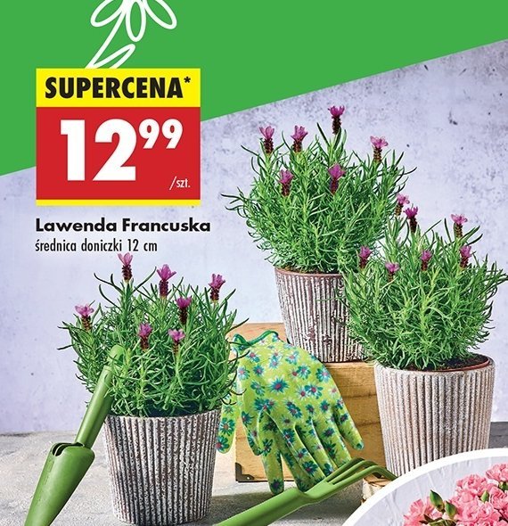 Lawenda francuska promocja