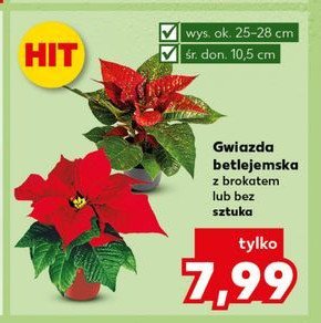 Gwiazda betlejemska z brokatem promocja