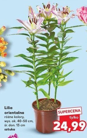 Lilia orientalna 13 cm promocja