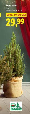 Świerk conica promocja w Lidl