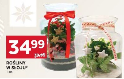 Rośliny w słoju promocja w Stokrotka