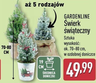 Świerk świąteczny GARDENLINE promocja w Aldi