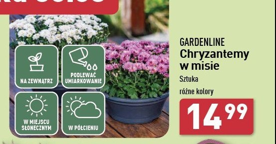 Chryzantemy 12 cm promocja