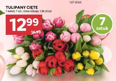 Tulipany cięte 7 sztuk promocja w Stokrotka
