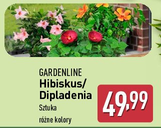 Hibiskus GARDEN LINE promocja w Aldi