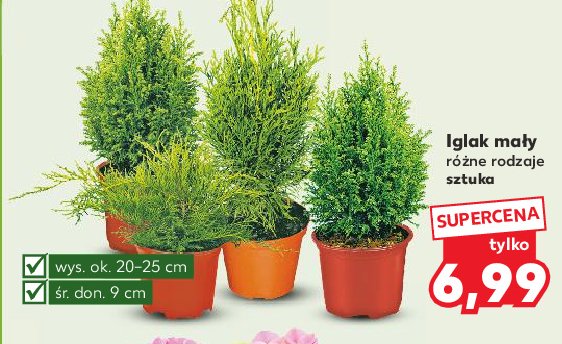 Iglak don. 9 cm promocja