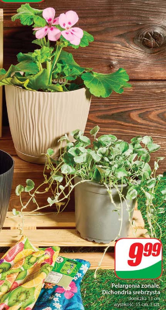 Dichondra promocja