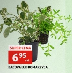 Bacopa promocja