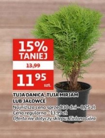Tuja danica promocja