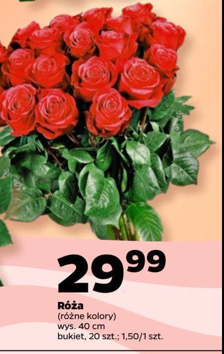 Róże małe wys. 40 cm promocja